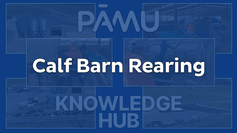 Calf Barn Rearing (Starting Calves )